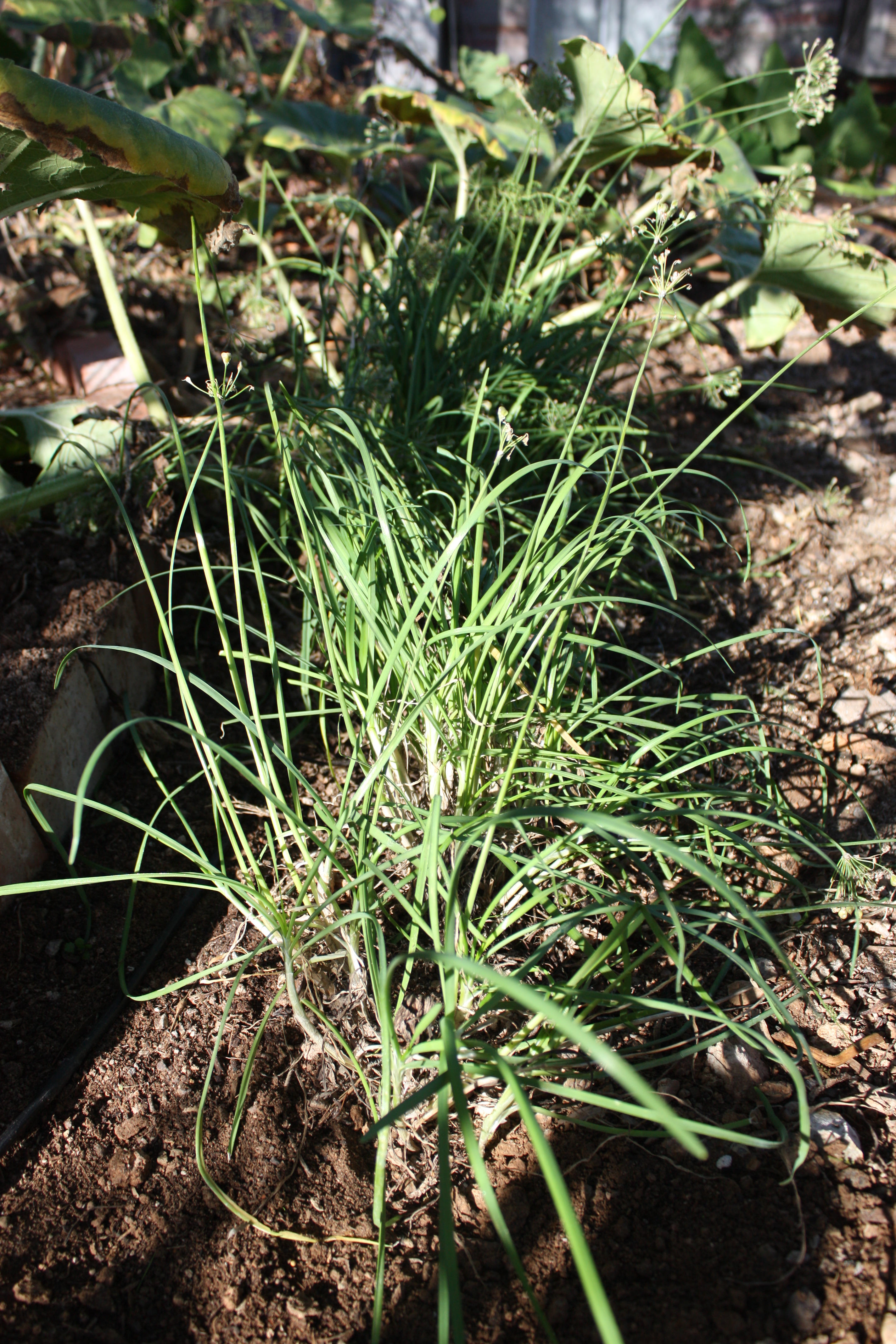 Allium tuberosum AMAP IMG_4640