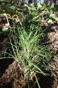 Allium tuberosum AMAP IMG_4640