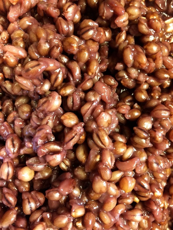 When fully cooked, purple prairie barley is plump, almost round, and still retains its lovely color.