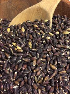 Arizona-grown heirloom Purple Prairie Barley grain in its healthy hulls