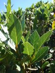 Laurus_nobilis_leaves_004