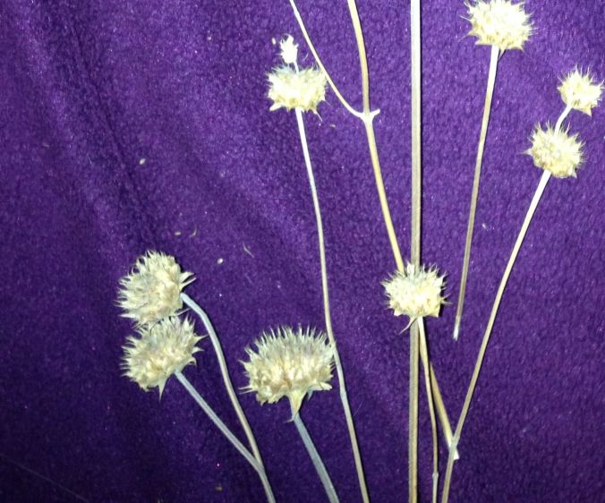 Dry stalks and spiny seed heads of desert chia (MABurgess photo)