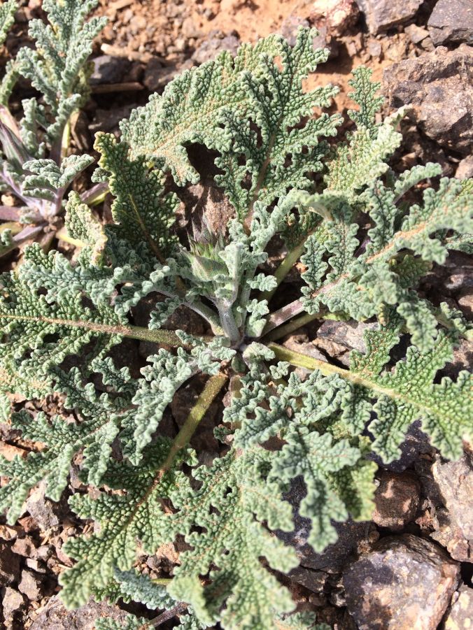 A rosette of beautiful desert chia with its scented, intaglio foliage--Wishing this were a squeeze-and-sniff photo!