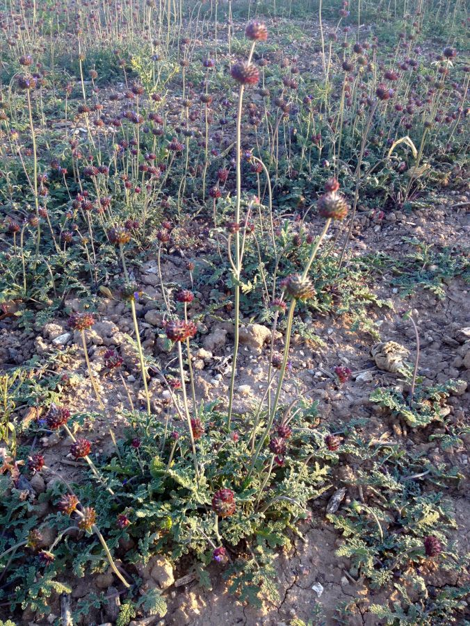 Balls of spiny seedheads climb the square stems of these mint-family wonders, as long as moisture lasts.