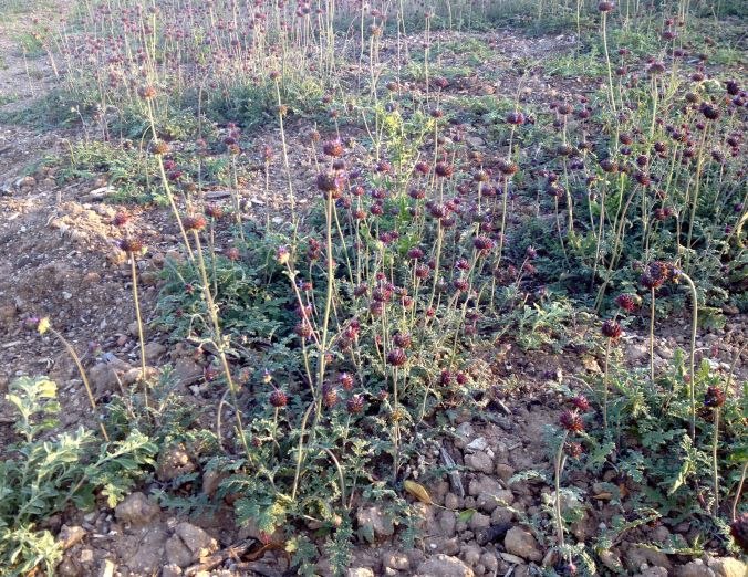 A patch of desert chia (Salvia columbariae) inviting pollinators….