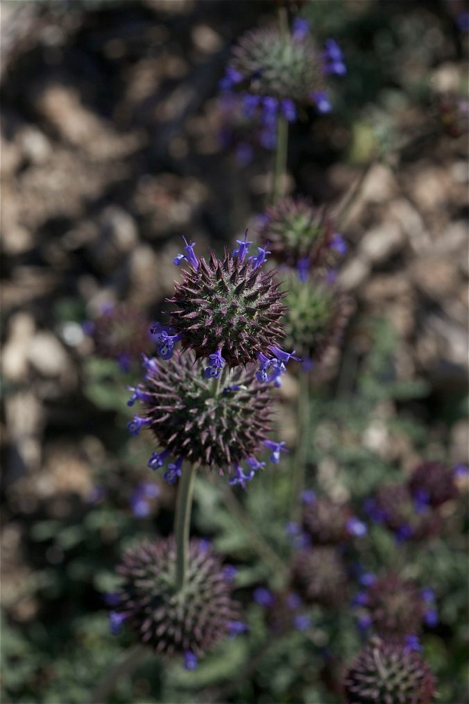 Double desert chia seedhead (JRMondt photo)