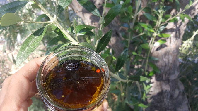 Solar cured olives from Bean Tree Farm.