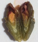Cross-section of staghorn cholla flower bud showing stamens and ovules (MABurgess)