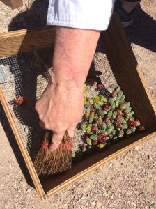 De-spining cholla buds at Mission Garden Workshop (MABurgess)