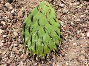 Young new-growth stem of prickly pear in leaf (Opuntia engelmannii) ready for harvesting (MABurgess)