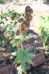 Riccinus communis AMAP IMG_4616