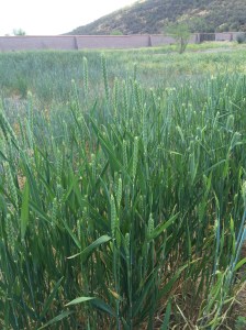 White Sonora Wheat with swelling seed heads at FOTB's Mission Garden (MABurgess)
