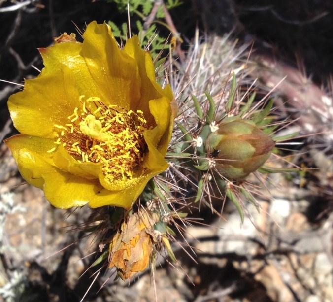 Staghorn cholla (Cylindropuntia versicolor) flower, bud and ant protector