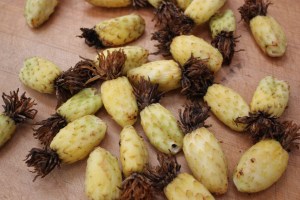 ferocactus fruit 1090