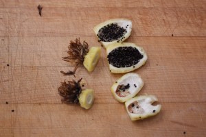 ferocactus fruit 1091