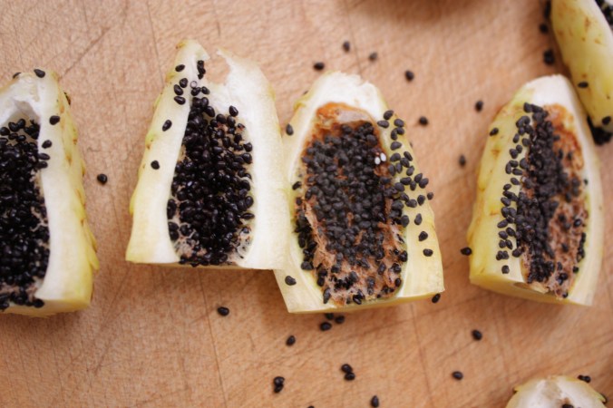 ferocactus fruit 1107