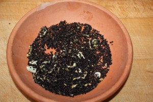 ferocactus fruit 1114