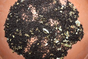 ferocactus fruit 1118