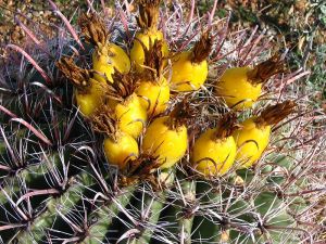 Ferocactus wislizeni fruit