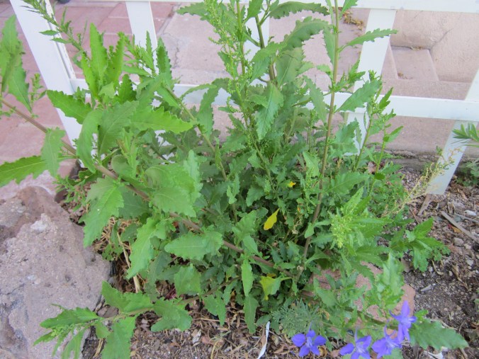 Healthy epazote plant earlier in the spring.