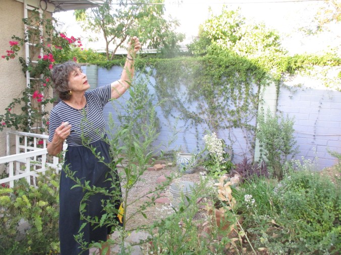 This epazote plant has grown to over 6 feet.