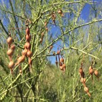 Mature dry pods of foothills paloverde--They have potential for making flour!