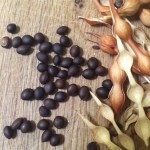 Seeds of foothills palo verde dry and hard as little stones