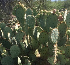 Late fruiting prickly pear--still green and full of promise