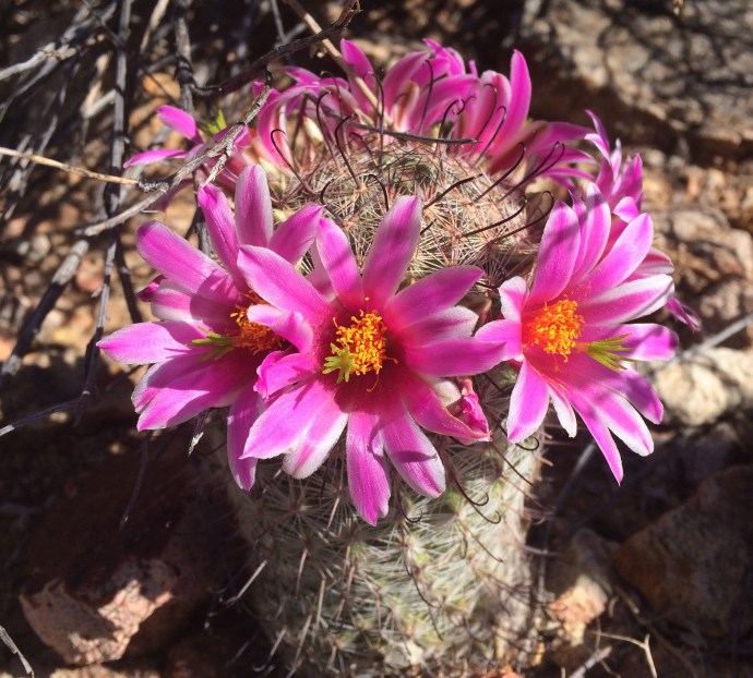 small fishhook Mammillaria microcarpa celebration the monsoon with a promise of future fruitlets (MABurgess photo) 