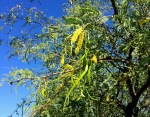 A new wave of mesquite flowers and green pods promise a second harvest this season.