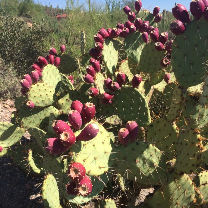 Opuntia engelmannii in full ripening fruit--but not ready yet!