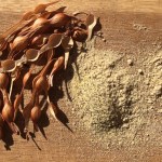 Foothills palo verde seed milled raw for baking