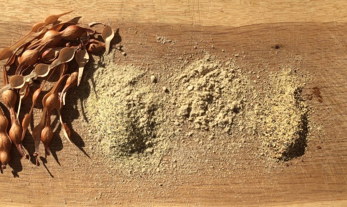 Dry foothills palo verde seed milled raw on L, toasted and milled fine in center, toasted coarse-milled on R