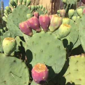 Opuntia engelmannii in first stages of ripening...