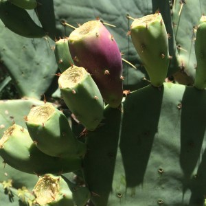 Opuntia lendheimeri alba barely turning pink--more promises...