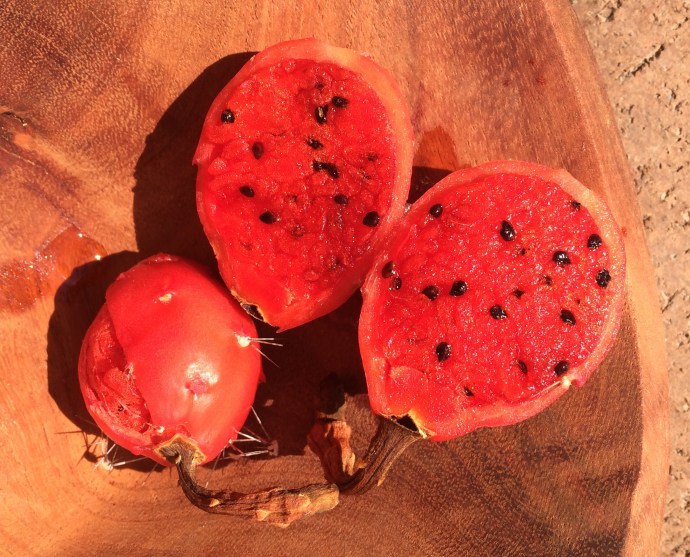 Sliced octopus cactus fruit on palo chino bowl (MABurgess photo)