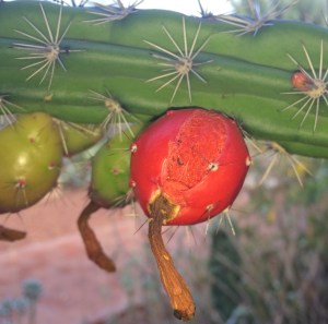 Fruit of octopus cactus Stenocereus alamosensis, ripe and splitting July 4, 2016
