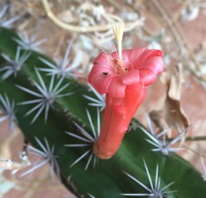 Stenocereus alamosensis with hummer- and perhaps ant-pollinated flower, June26,2016 (MABurgess photo)