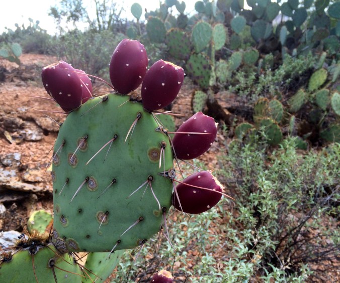 Prickly pear fruit in August monsoon ready to harvest