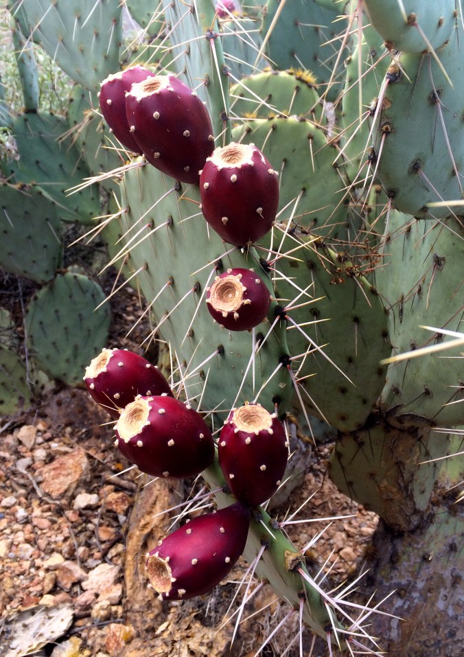 Luscious tunas washed by monsoon rains and ready to pick--carefully!