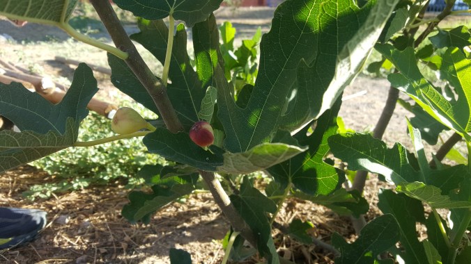 1-fig-tree