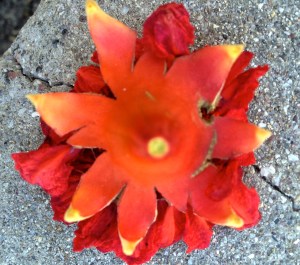 A "fallen star" --a pomegranate flower on the pavement continues as a radiant bouquet (MABurgess photo)