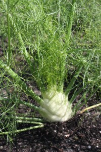 fennel-bulbing-laval-unv-que-0333