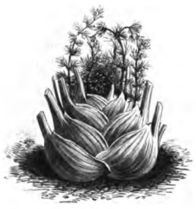 fennel-by-vilmorin-andrieux-1883