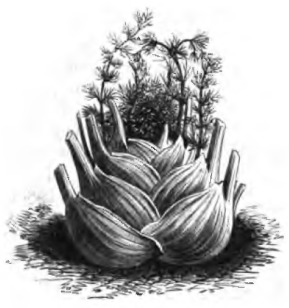 fennel-by-vilmorin-andrieux-1883