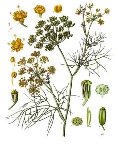 fennel-foeniculum-vulgare-kohlers-medizinal-pflanzen-148