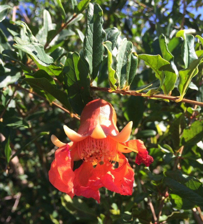 Sensational flower of Sonoran White Pomegranate--an extra bonus for edible landscapers (MABurgess photo)