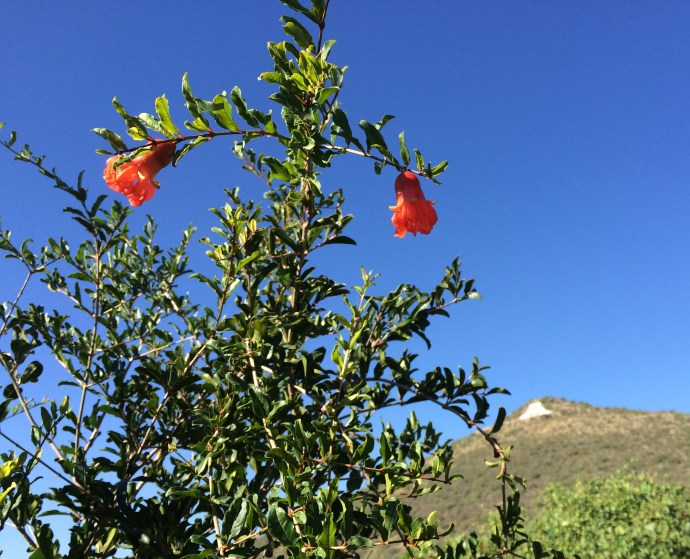Heirloom Sonora white pomegranate blooms and fruits all summer at Tucson' Mission Garden (photoMABurgess)