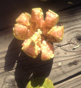Traditional way of opening the Sonoran White Pomegranate for happy access to arils (MABurgess photo)
