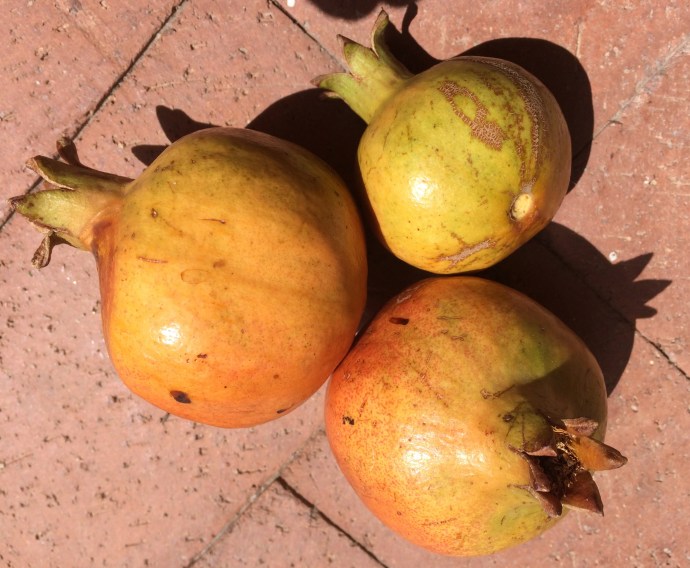 Let your Sonoran White Pomegranate fruits remain on the tree until you see a rosy blush--then you know they are getting sweeter!